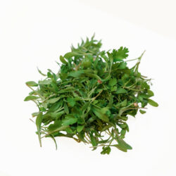 Brote de Cilantro