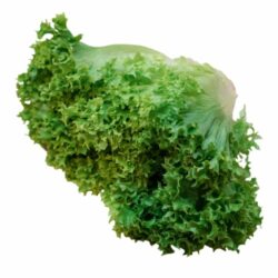 Lollo Verde