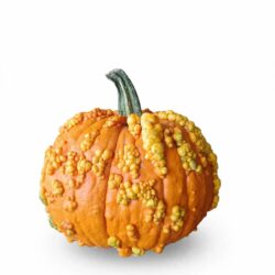 Calabaza Verruga