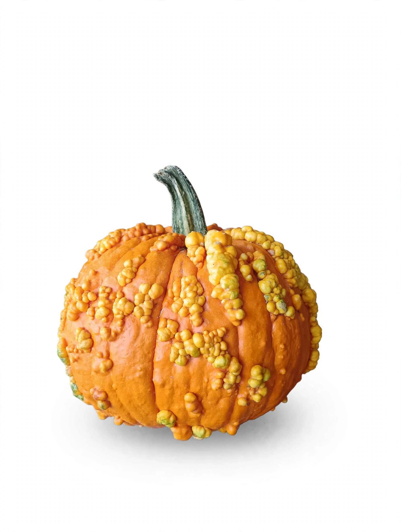 Calabaza Verruga